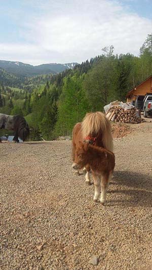 Cabana Varf de Bucovina